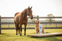 Derma Jell – Lifestyle Veterinary Banner