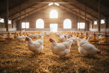 Poultry Liquid Supplement 100 mL | Vitamin & Mineral Feed Supplement for Broilers
