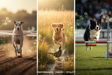 DVL Canine Supplement | Liquid Vitamin & Mineral Support for Dogs