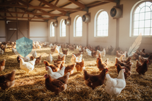 Stop-Bite / Stop-Pick Spray 200 mL | Anti-Biting & Anti-Pecking Spray for Livestock & Poultry