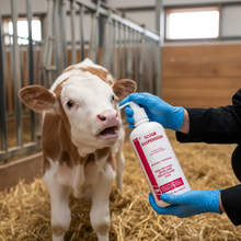 Scour Suspension being administered to a calf