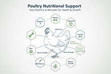 Poultry Liquid Supplement 100 mL | Vitamin & Mineral Feed Supplement for Broilers